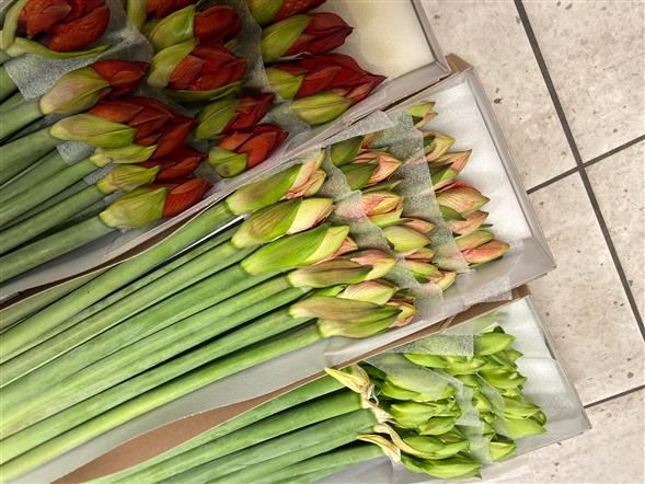 Amaryllis hvid-rød-pink