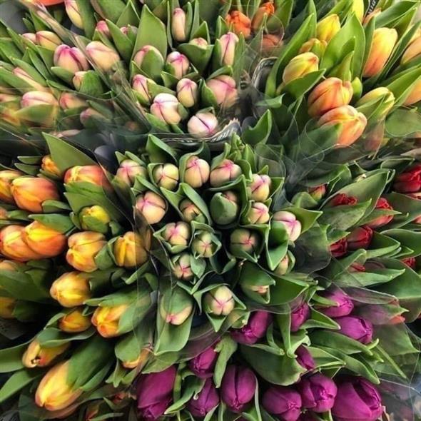 Tulipan